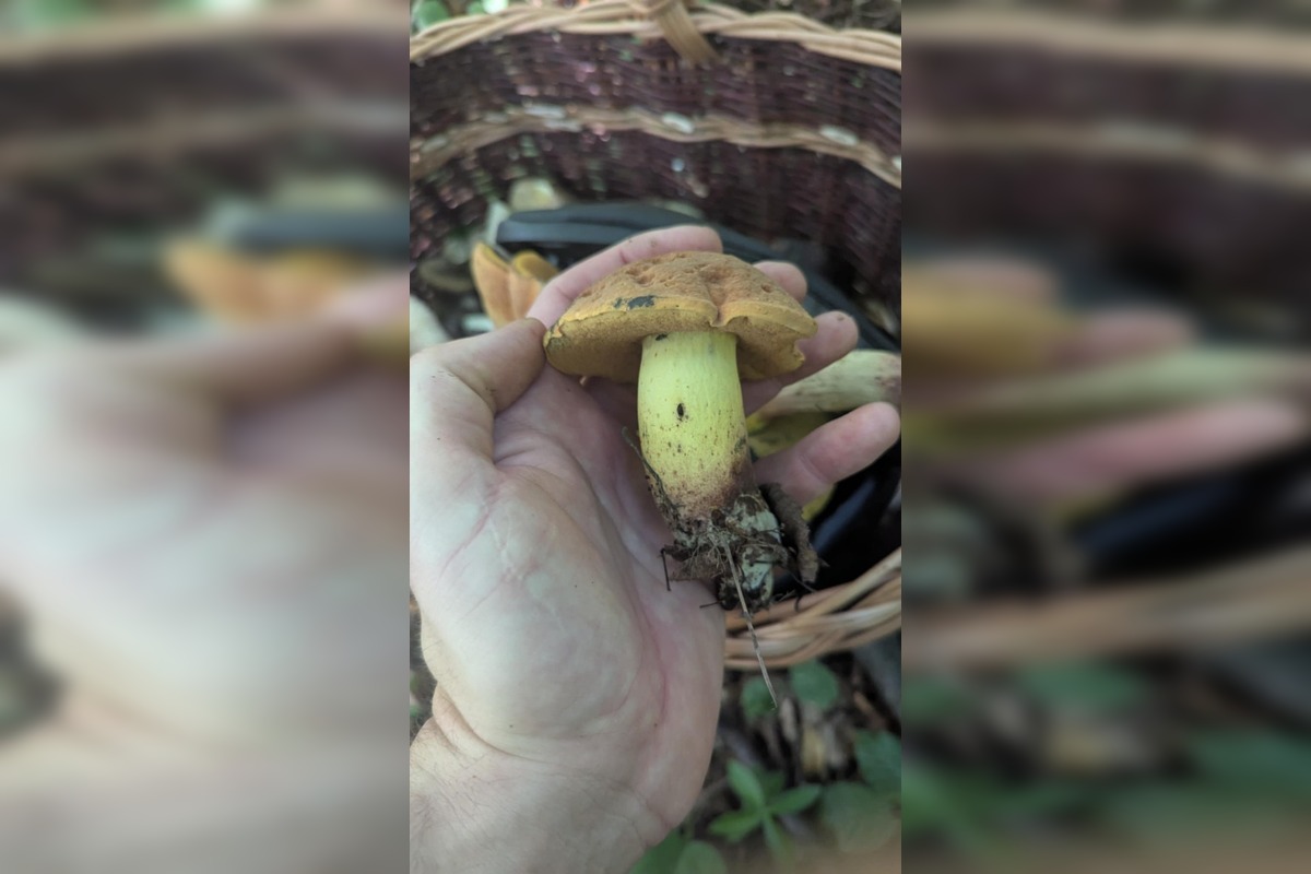 FOTO: Hubári na východe Slovenska opäť skórovali. Domov si odniesli veľkú nádielku, foto 1