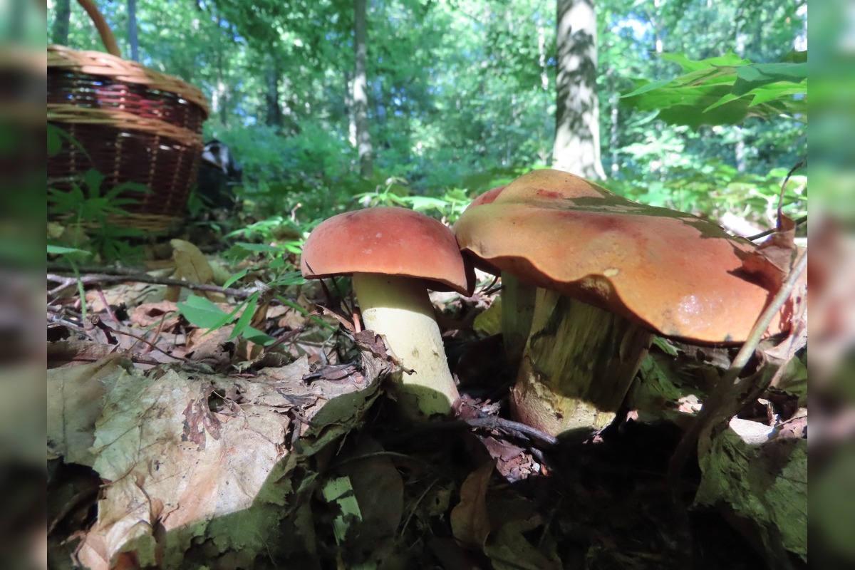 FOTO: Hubári na východe Slovenska opäť skórovali. Domov si odniesli veľkú nádielku, foto 2