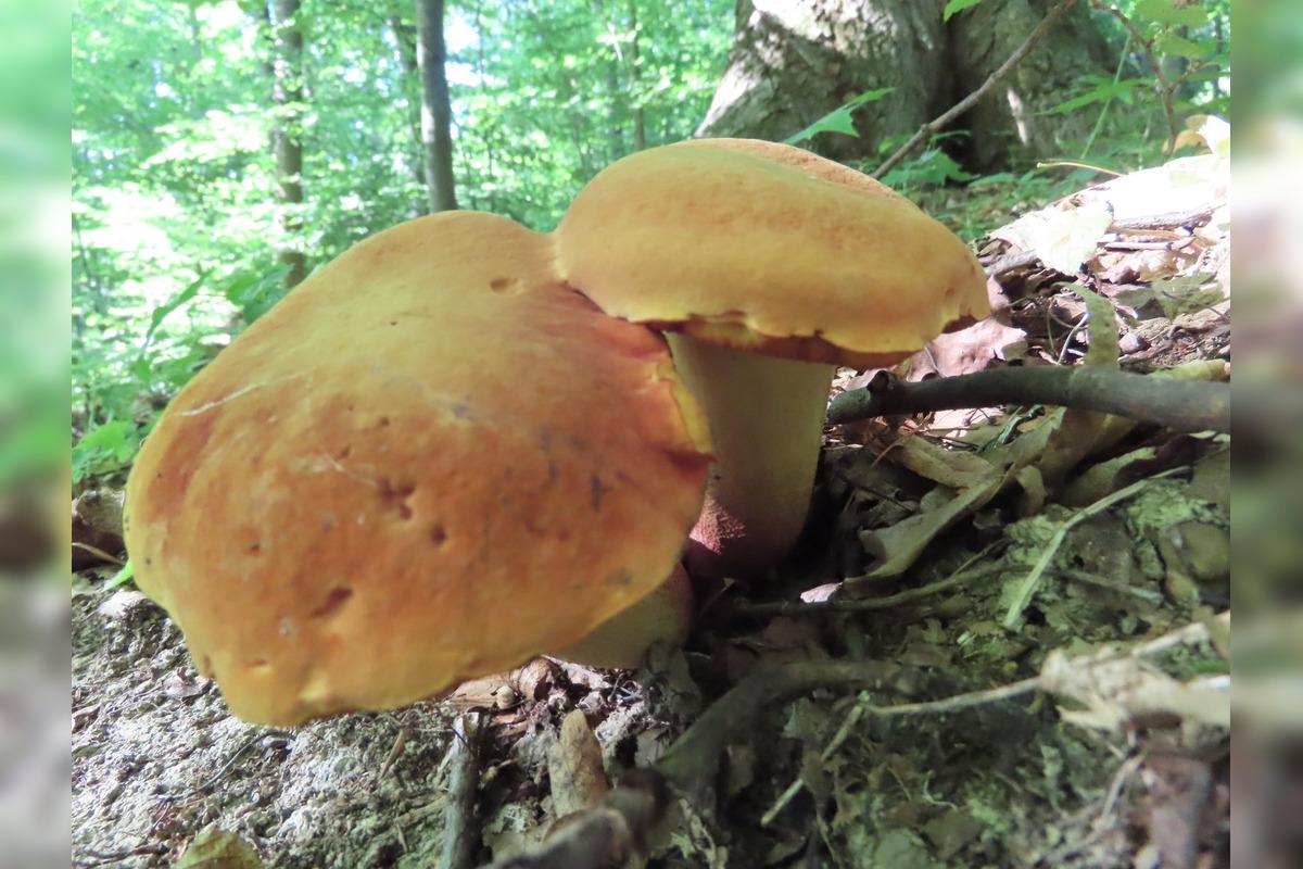 FOTO: Hubári na východe Slovenska opäť skórovali. Domov si odniesli veľkú nádielku, foto 3