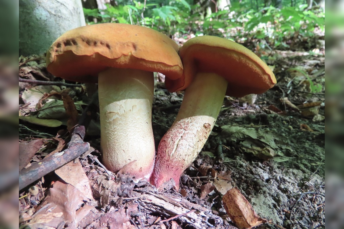 FOTO: Hubári na východe Slovenska opäť skórovali. Domov si odniesli veľkú nádielku, foto 4