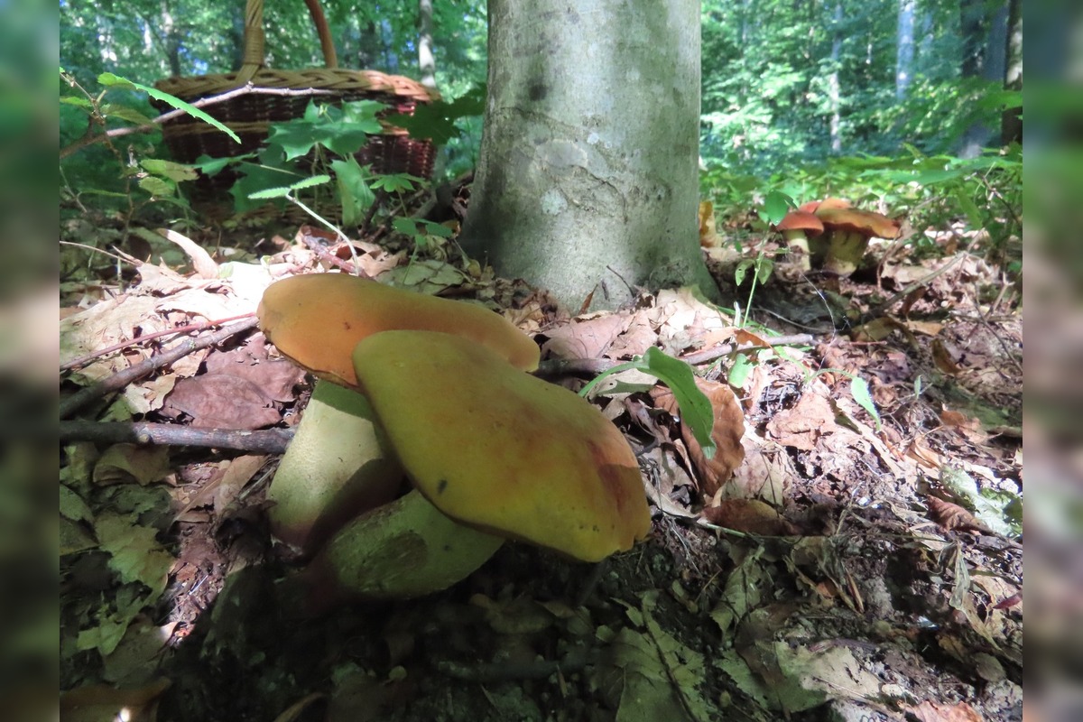 FOTO: Hubári na východe Slovenska opäť skórovali. Domov si odniesli veľkú nádielku, foto 5