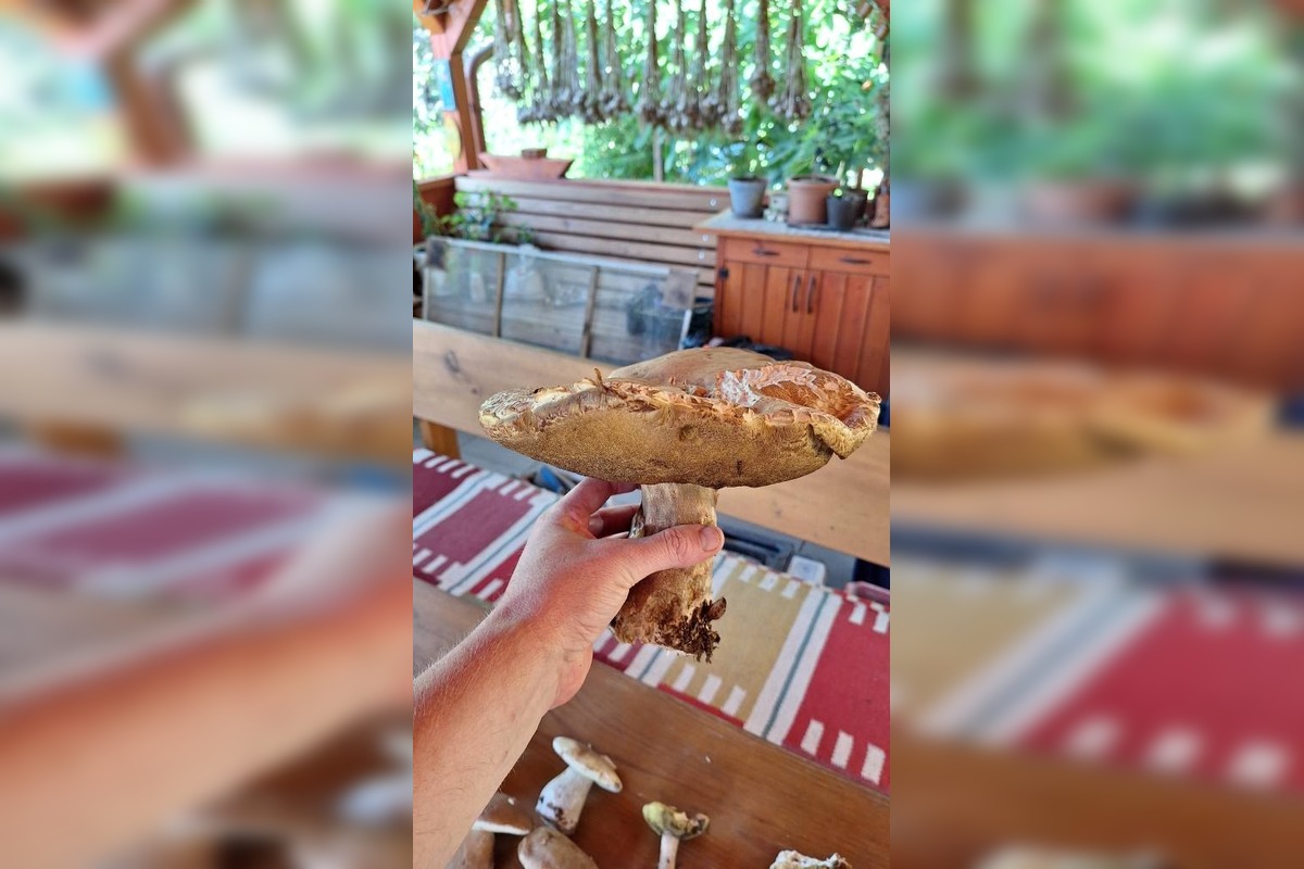 FOTO: Hubári na východe Slovenska opäť skórovali. Domov si odniesli veľkú nádielku, foto 6