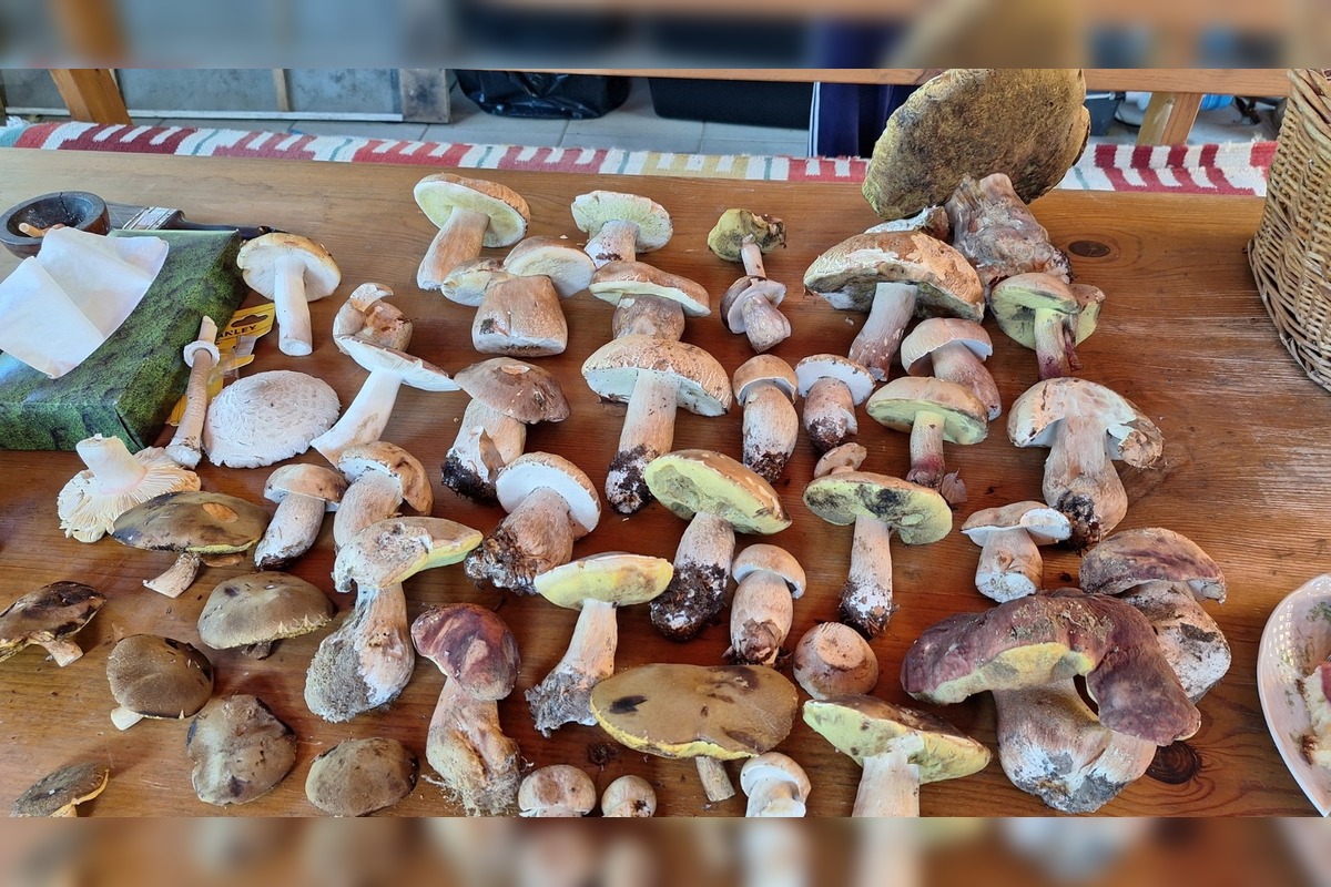 FOTO: Hubári na východe Slovenska opäť skórovali. Domov si odniesli veľkú nádielku, foto 7