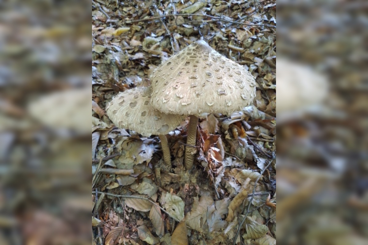 FOTO: Hubári na východe Slovenska opäť skórovali. Domov si odniesli veľkú nádielku, foto 8