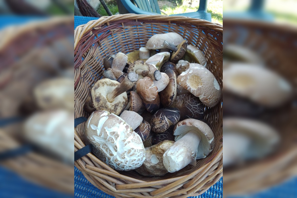 FOTO: Hubári na východe Slovenska opäť skórovali. Domov si odniesli veľkú nádielku, foto 9