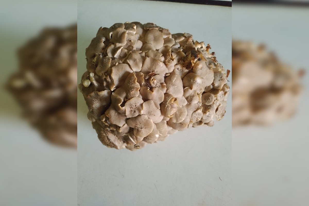 FOTO: Hubári na východe Slovenska opäť skórovali. Domov si odniesli veľkú nádielku, foto 10