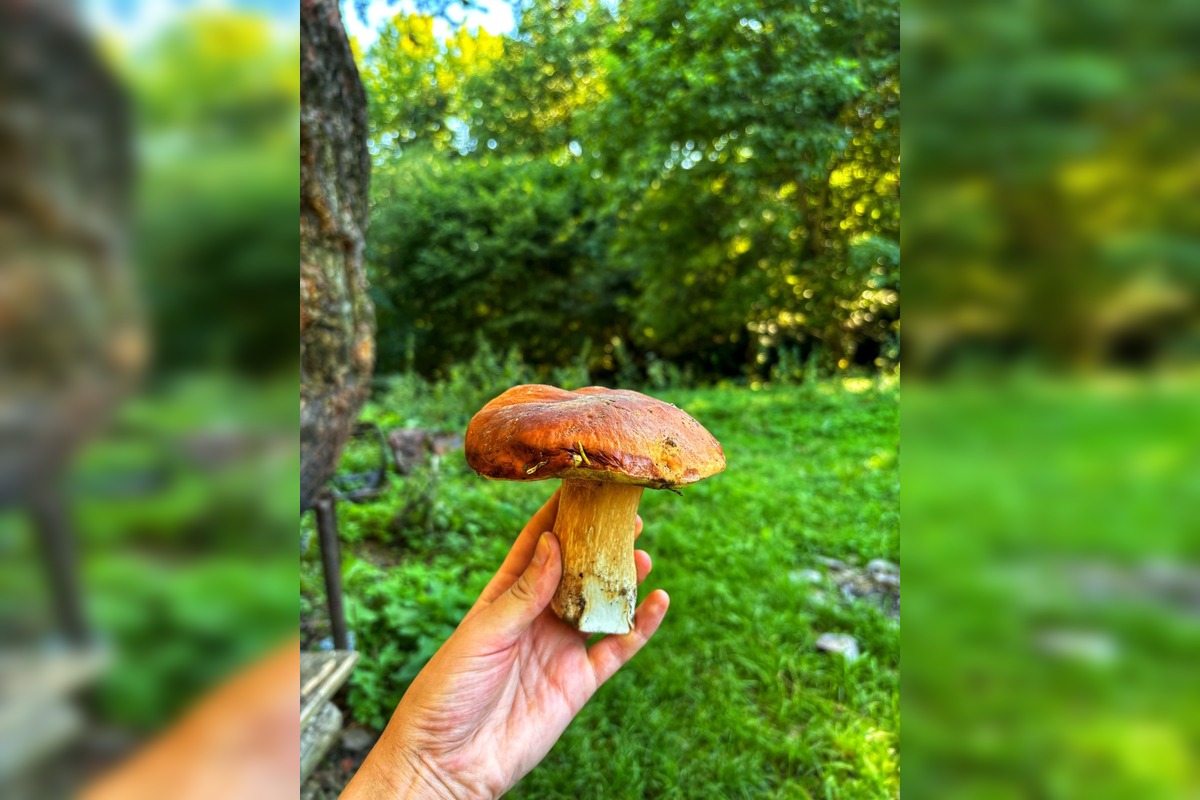 FOTO: Hubári na východe Slovenska opäť skórovali. Domov si odniesli veľkú nádielku, foto 11