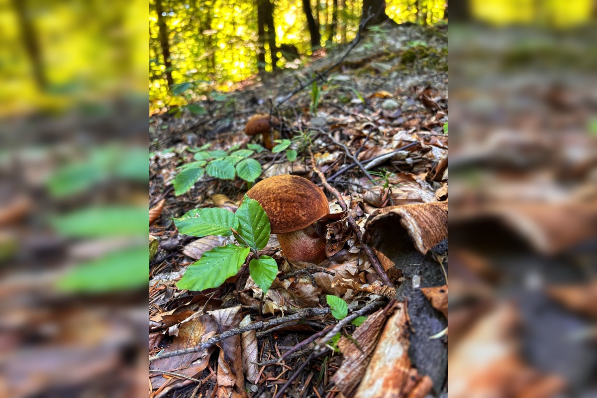 FOTO: Hubári na východe Slovenska opäť skórovali. Domov si odniesli veľkú nádielku, foto 12