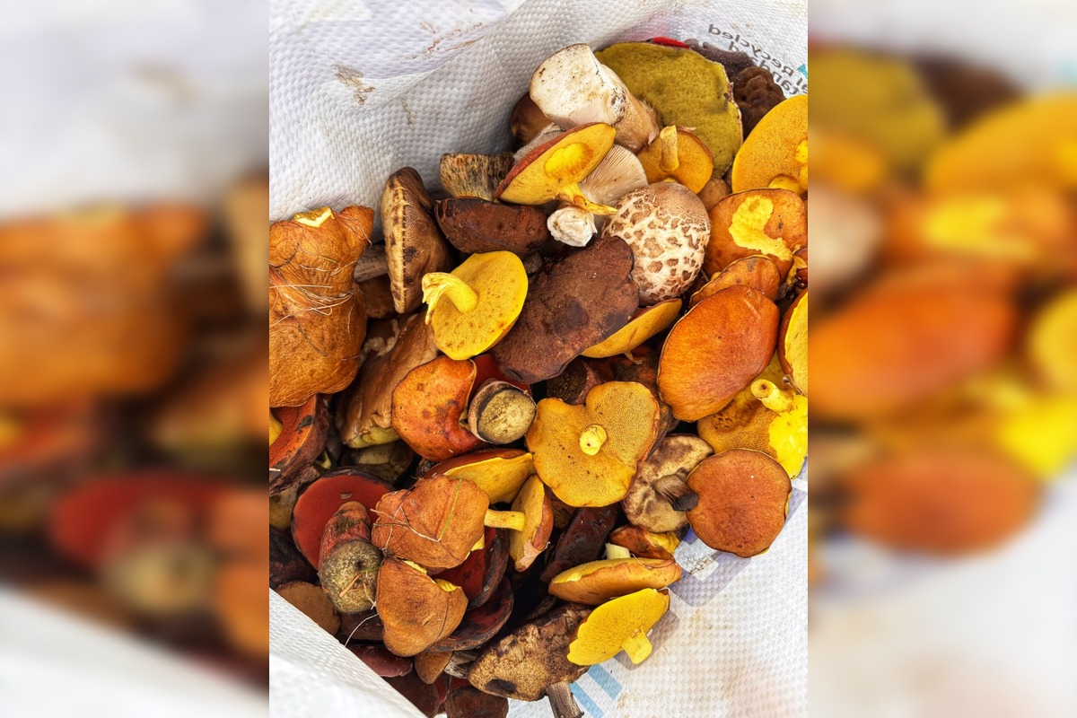 FOTO: Hubári na východe Slovenska opäť skórovali. Domov si odniesli veľkú nádielku, foto 13