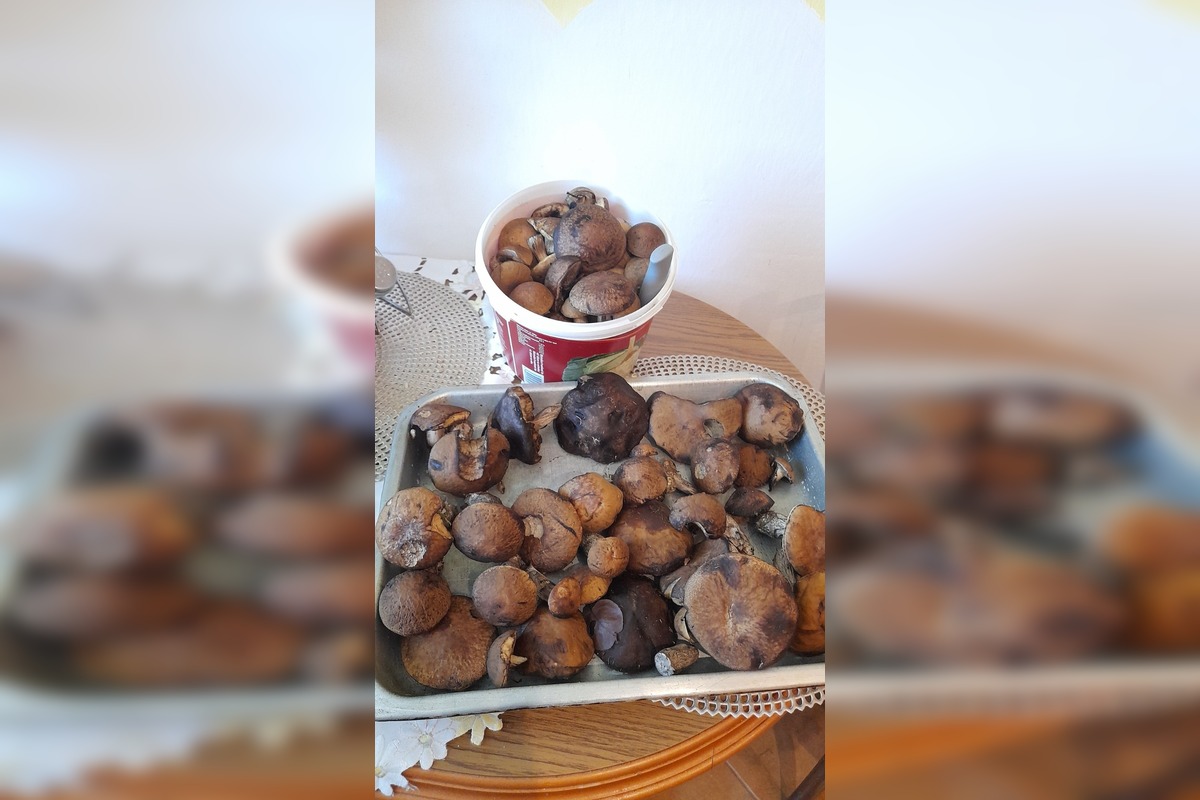 FOTO: Hubári na východe Slovenska opäť skórovali. Domov si odniesli veľkú nádielku, foto 14