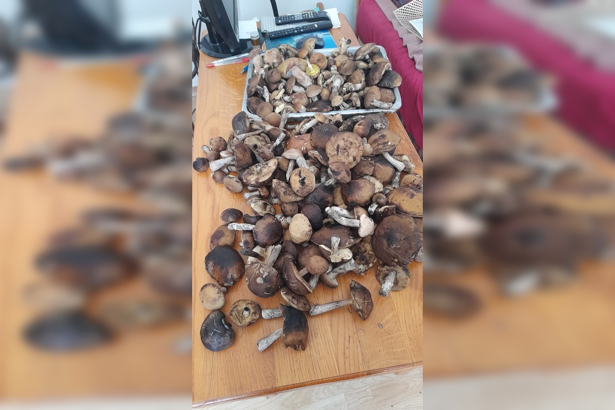 FOTO: Hubári na východe Slovenska opäť skórovali. Domov si odniesli veľkú nádielku, foto 15