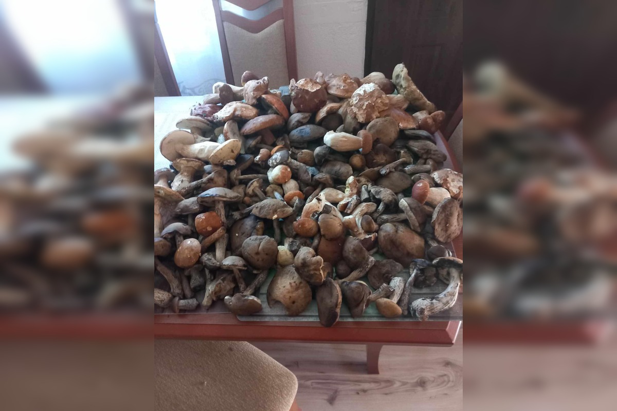 FOTO: Hubári na východe Slovenska opäť skórovali. Domov si odniesli veľkú nádielku, foto 16