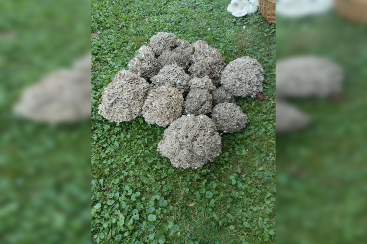 FOTO: Hubári na východe Slovenska opäť skórovali. Domov si odniesli veľkú nádielku, foto 18