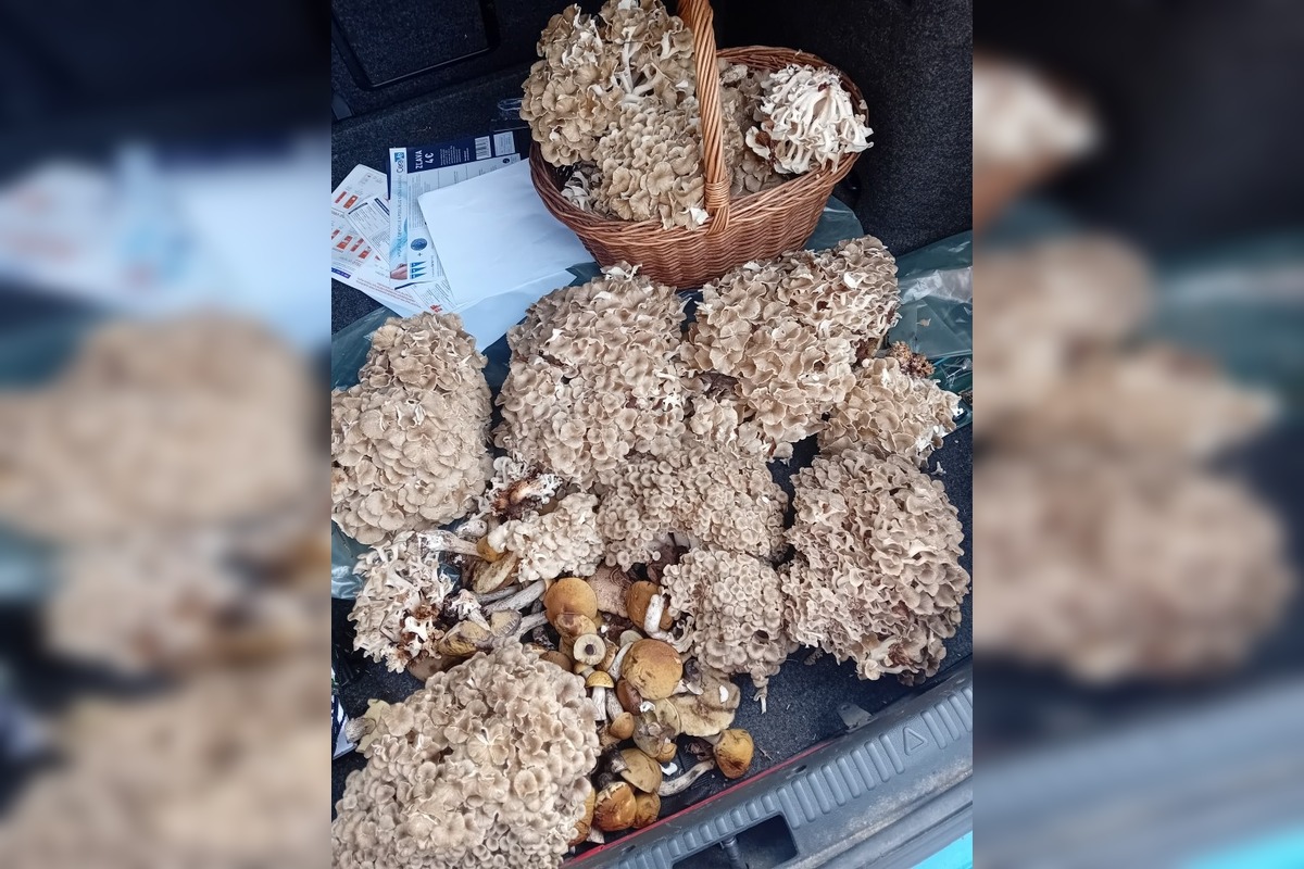 FOTO: Hubári na východe Slovenska opäť skórovali. Domov si odniesli veľkú nádielku, foto 19