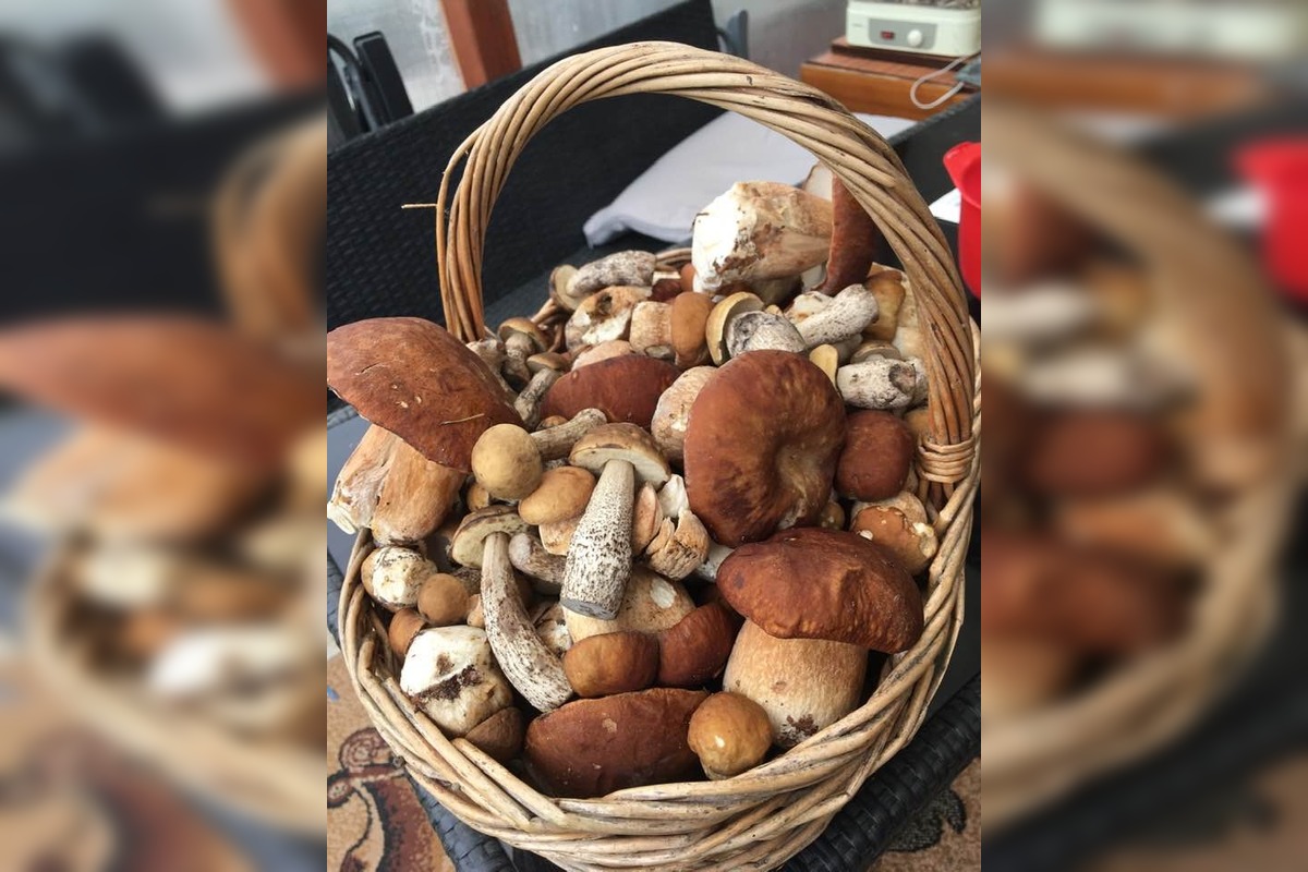 FOTO: Hubári na východe Slovenska opäť skórovali. Domov si odniesli veľkú nádielku, foto 20