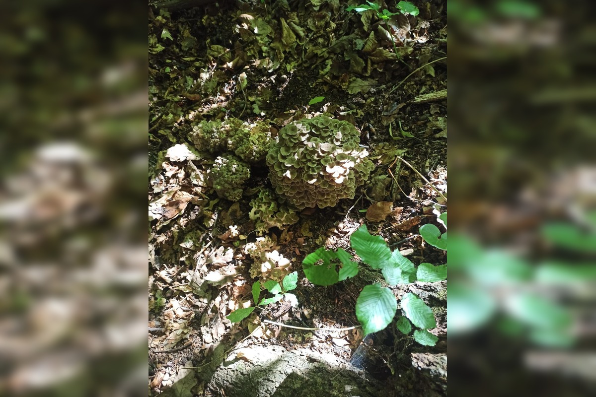 FOTO: Hubári na východe Slovenska opäť skórovali. Domov si odniesli veľkú nádielku, foto 21