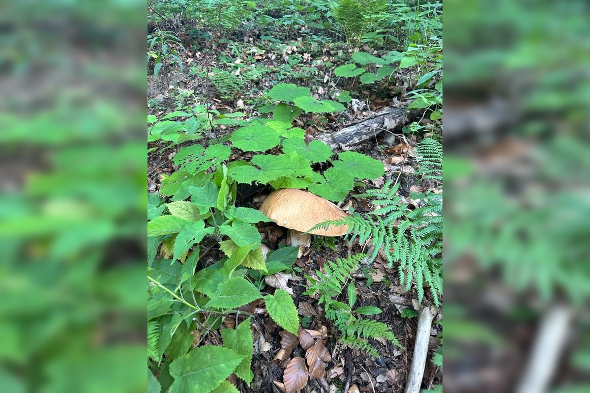 FOTO: Hubári na východe Slovenska opäť skórovali. Domov si odniesli veľkú nádielku, foto 22