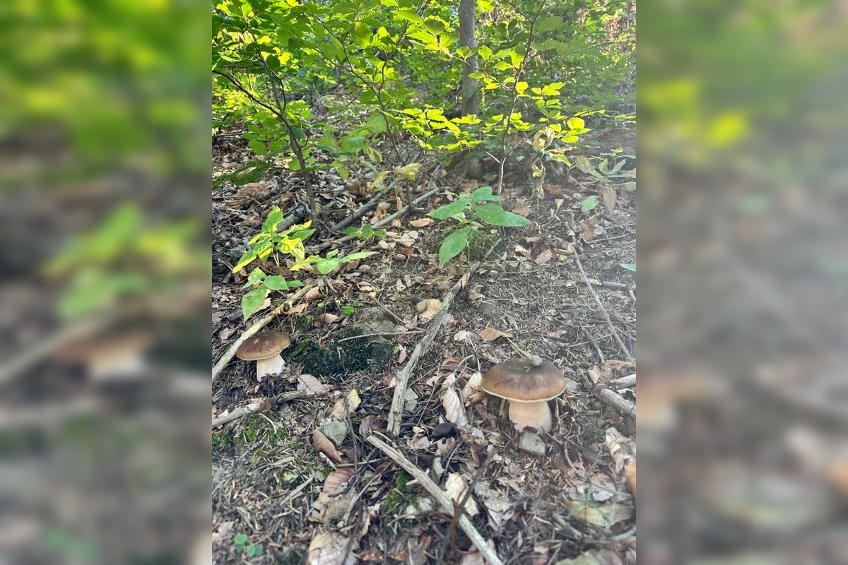 FOTO: Hubári na východe Slovenska opäť skórovali. Domov si odniesli veľkú nádielku, foto 23