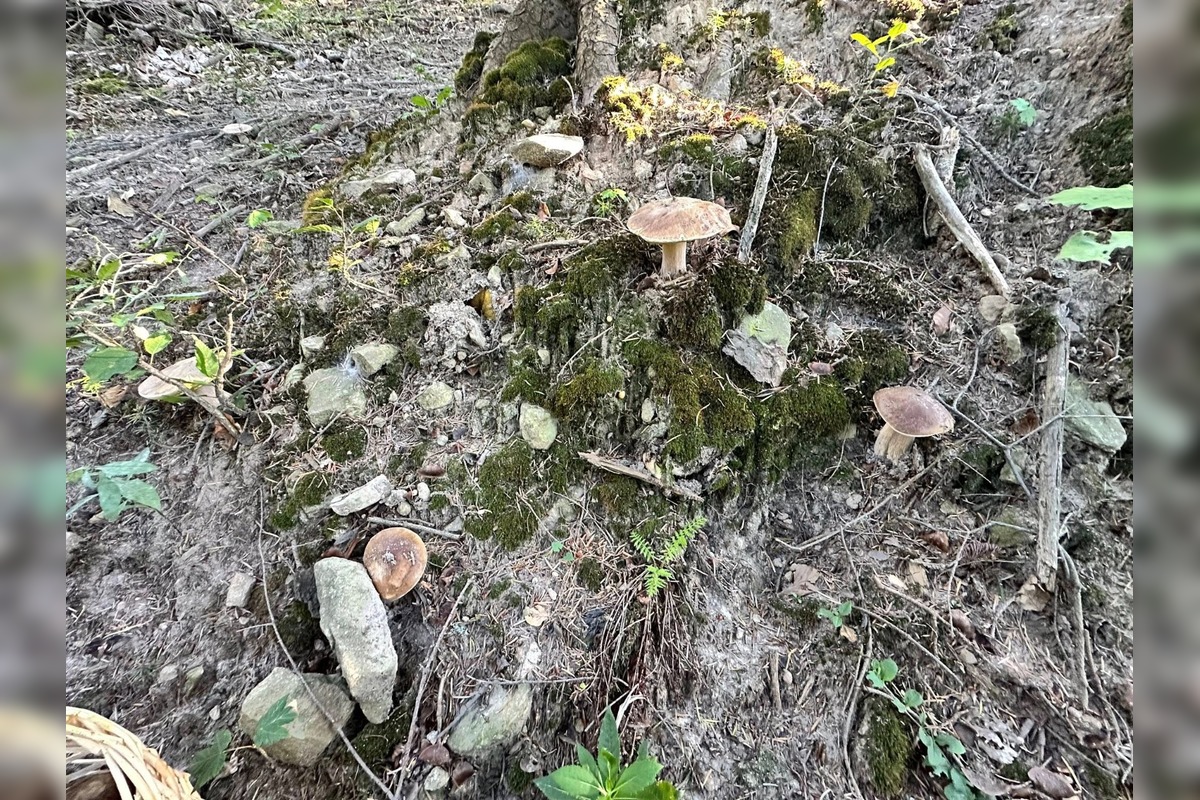 FOTO: Hubári na východe Slovenska opäť skórovali. Domov si odniesli veľkú nádielku, foto 24