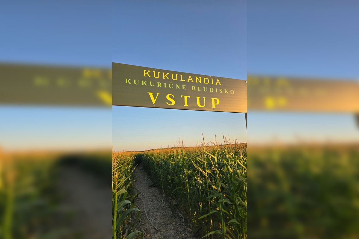 FOTO: Pri Michalovciach vyrástlo kukuričné bludisko, foto 2