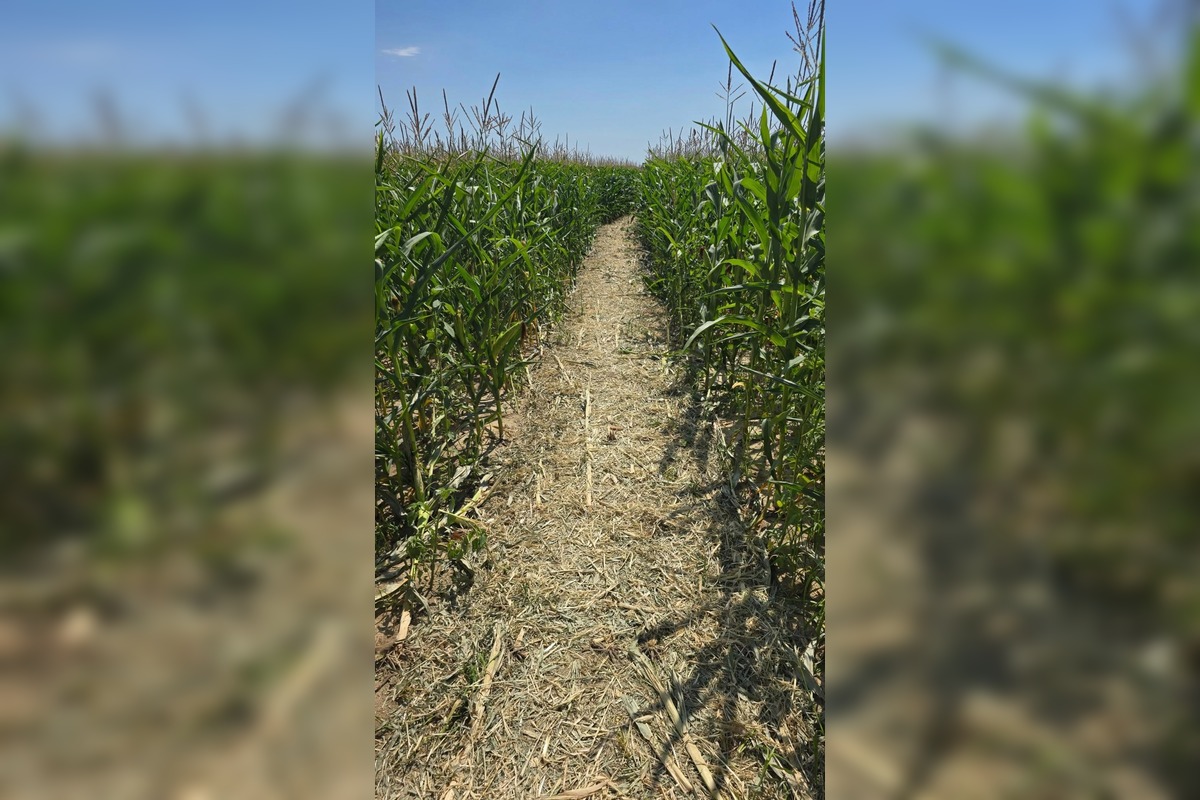 FOTO: Pri Michalovciach vyrástlo kukuričné bludisko, foto 4