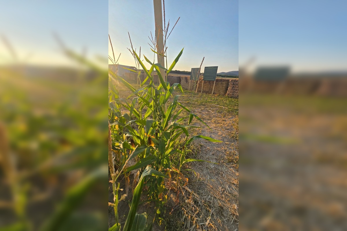 FOTO: Pri Michalovciach vyrástlo kukuričné bludisko, foto 6