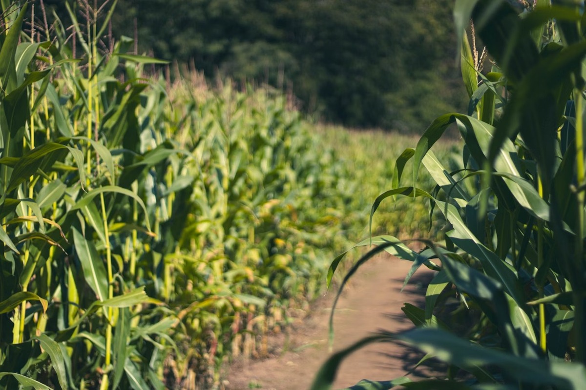 FOTO: Pri Michalovciach vyrástlo kukuričné bludisko, foto 7