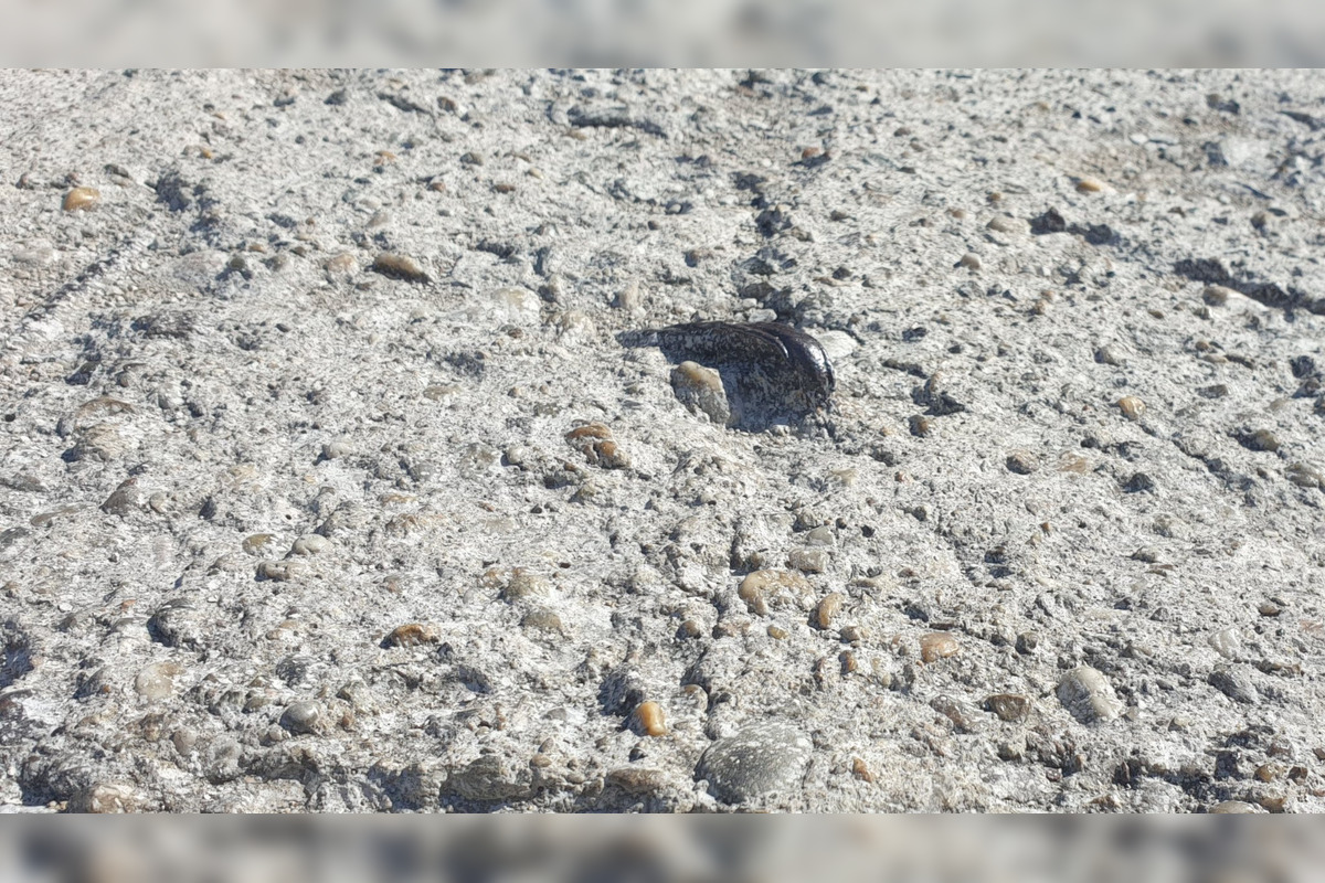 Košičan upozorňuje, že jediný prístupový chodník na Jazero, je v dezolátnom stave, foto 4