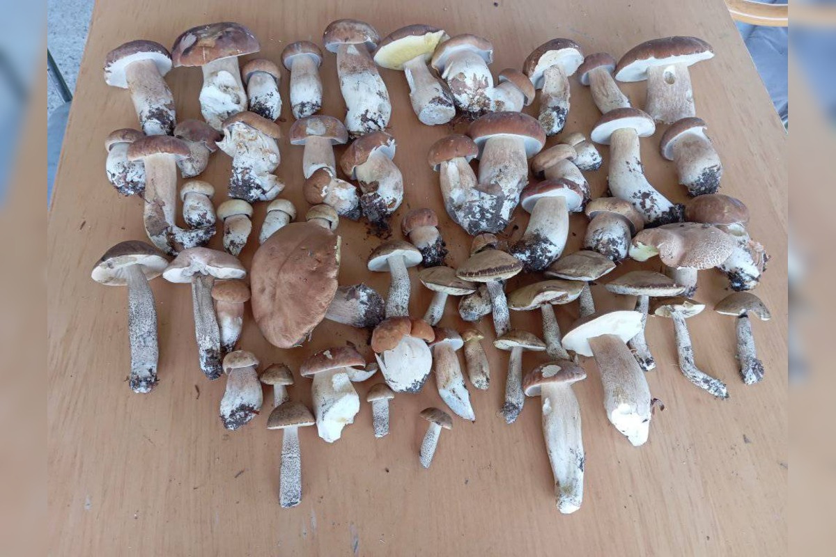 FOTO: Hubárom v okolí Košíc praje počasie , foto 23