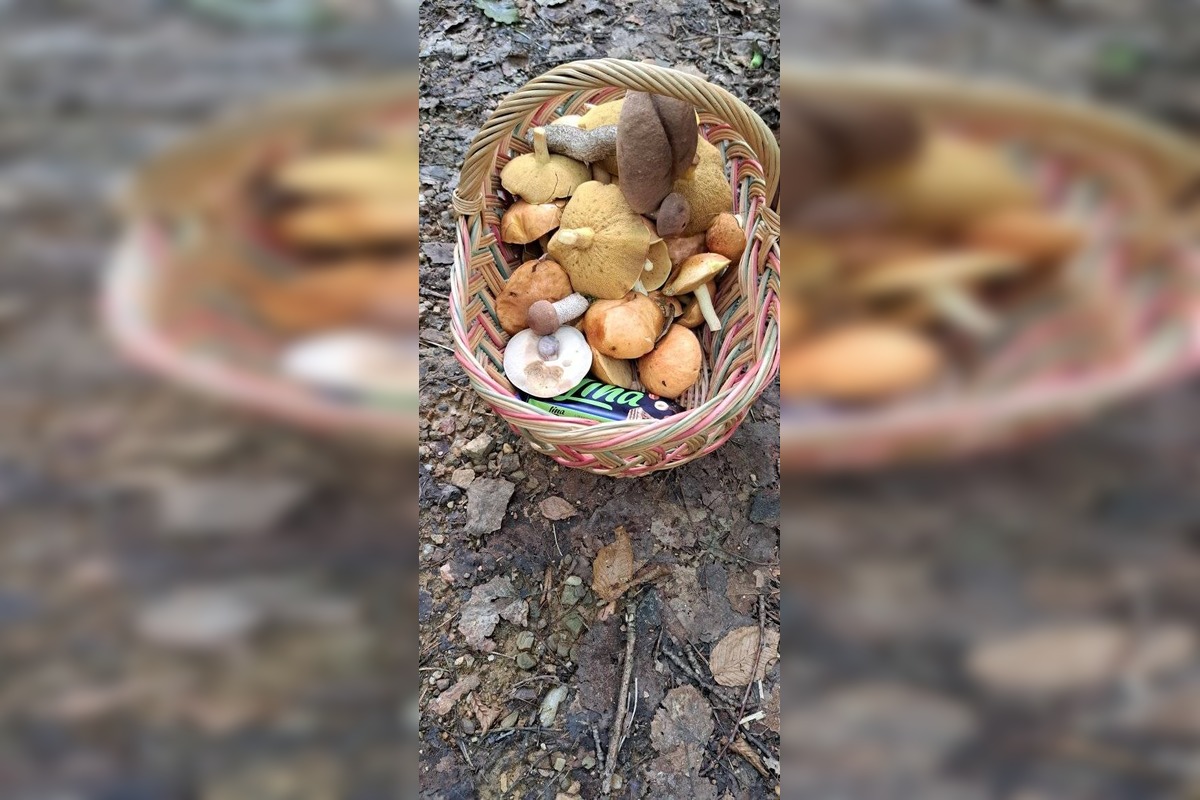 FOTO: Hubárom v okolí Košíc praje počasie , foto 3