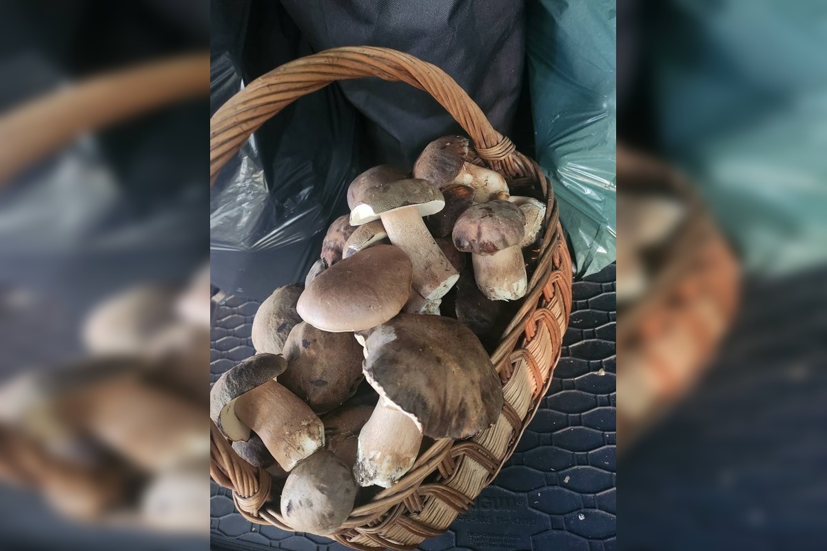 FOTO: Hubárom v okolí Košíc praje počasie , foto 13