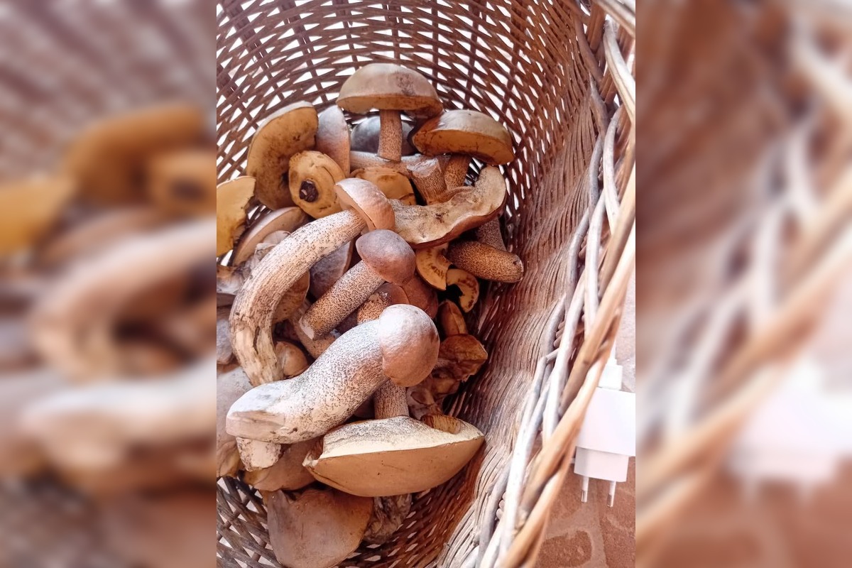 FOTO: Hubárom v okolí Košíc praje počasie , foto 14