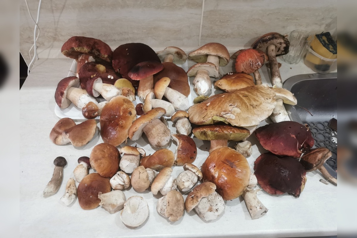 FOTO: Hubárom v okolí Košíc praje počasie , foto 4