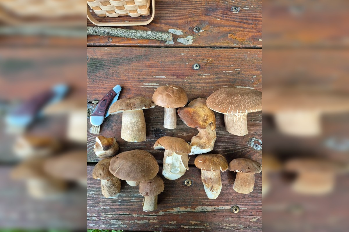 FOTO: Hubárom v okolí Košíc praje počasie , foto 10