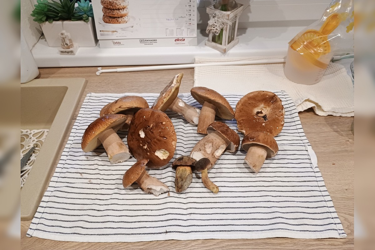 FOTO: Hubárom v okolí Košíc praje počasie , foto 16