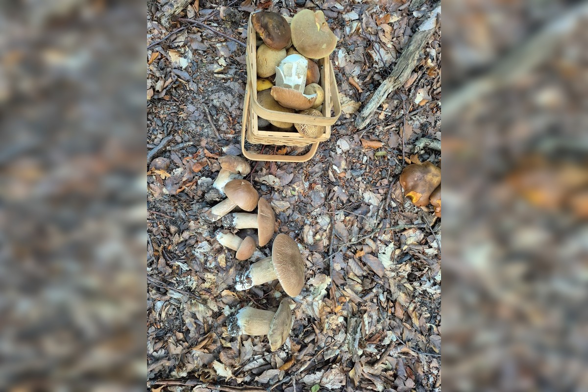 FOTO: Hubárom v okolí Košíc praje počasie , foto 11