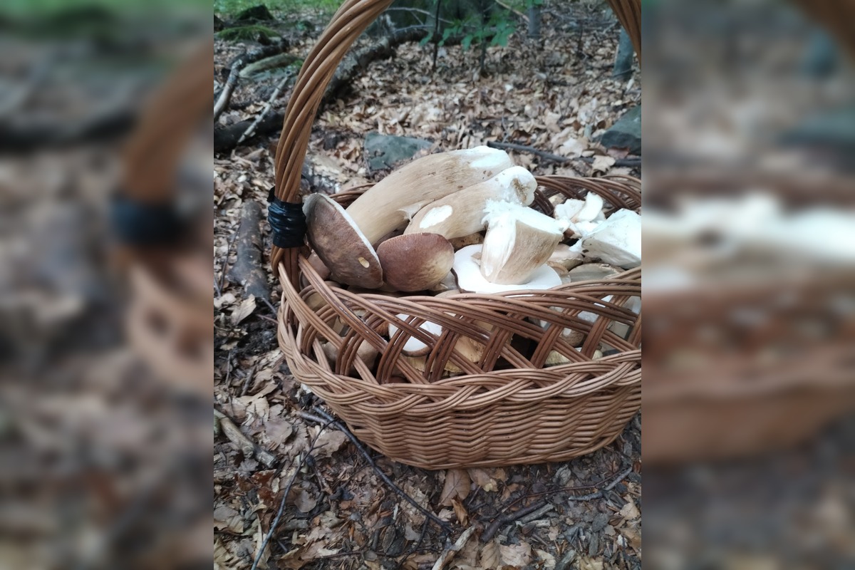 FOTO: Hubárom v okolí Košíc praje počasie , foto 19