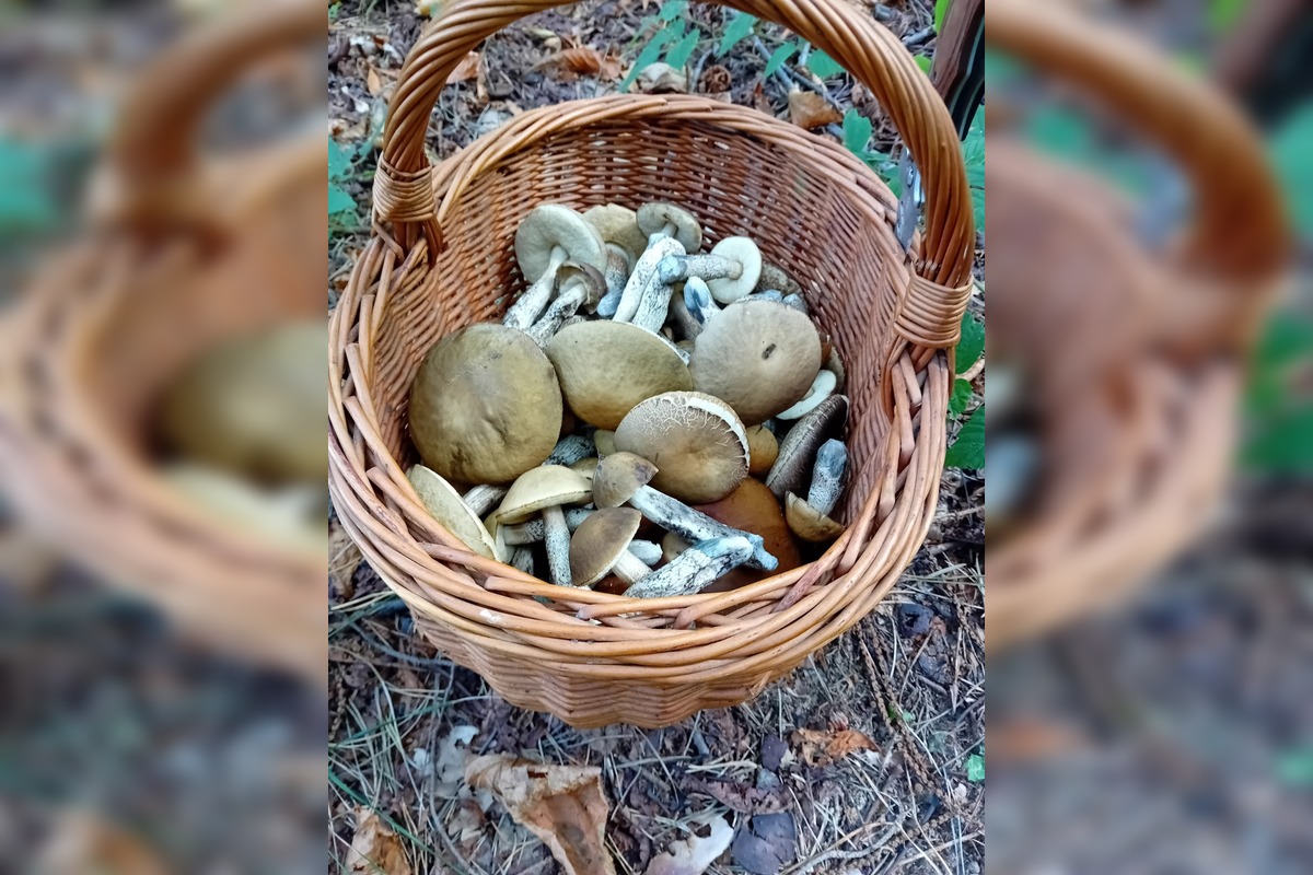 FOTO: Hubárom v okolí Košíc praje počasie , foto 20