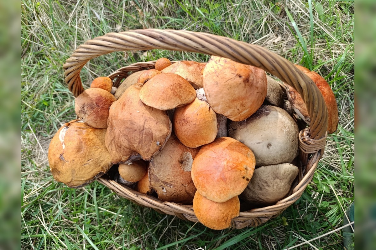 FOTO: Hubárom v okolí Košíc praje počasie , foto 7