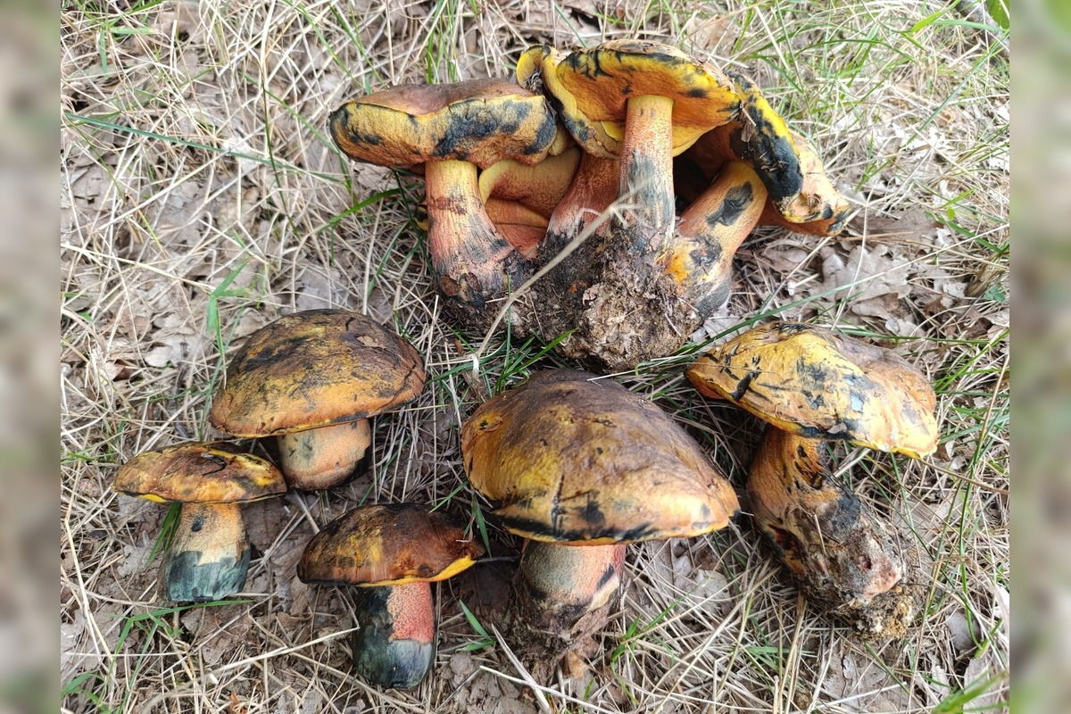 FOTO: Hubárom v okolí Košíc praje počasie , foto 26