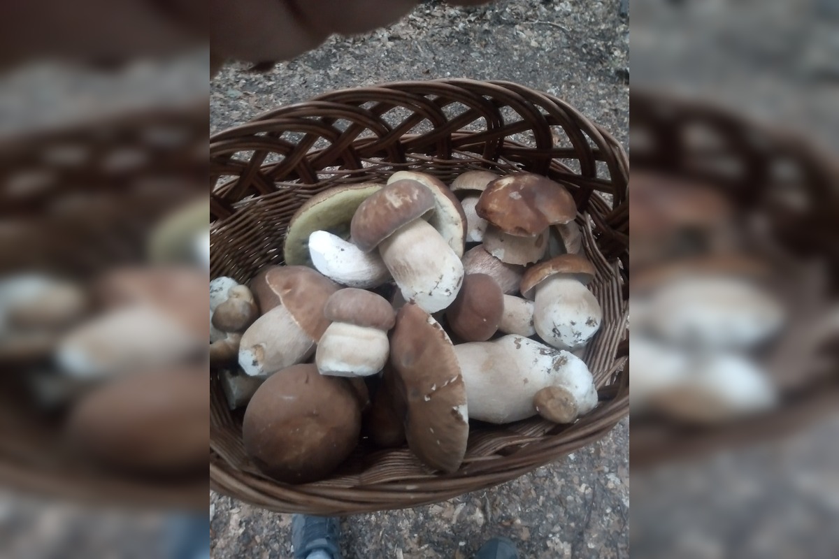 FOTO: Hubárom v okolí Košíc praje počasie , foto 21