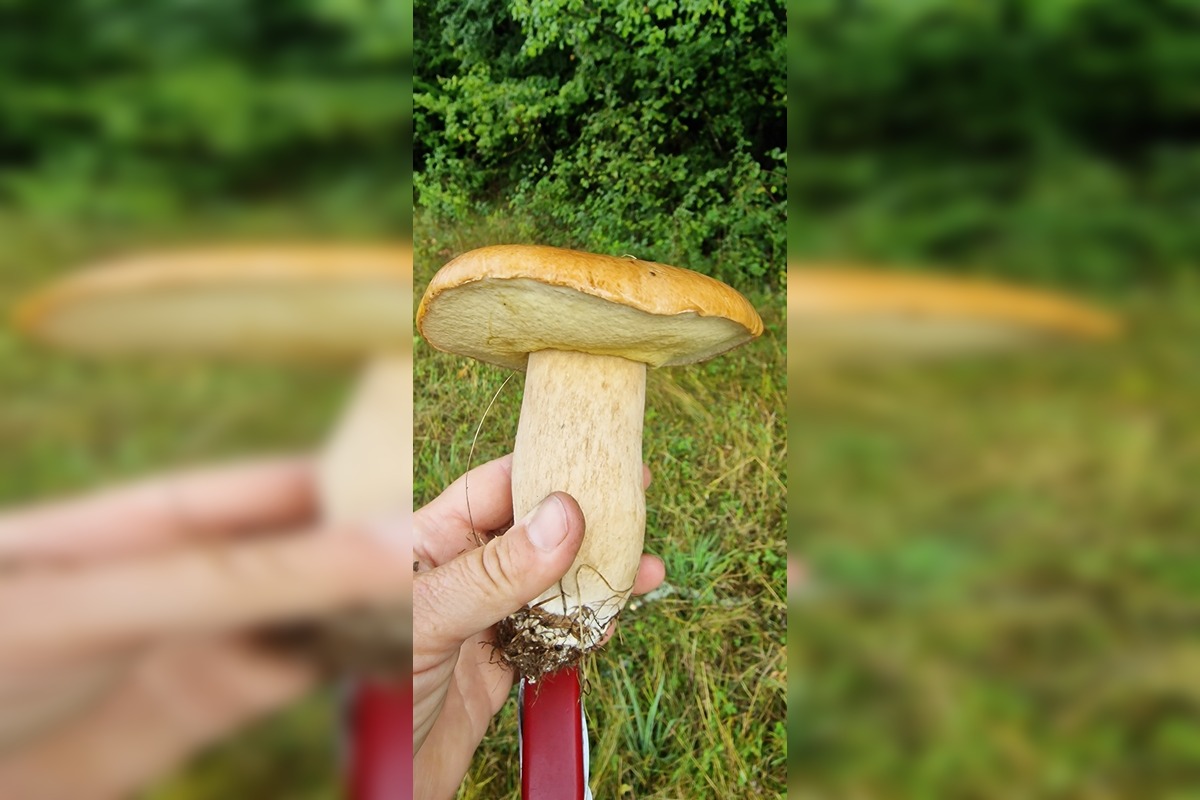 FOTO: Hubárom v okolí Košíc praje počasie , foto 18