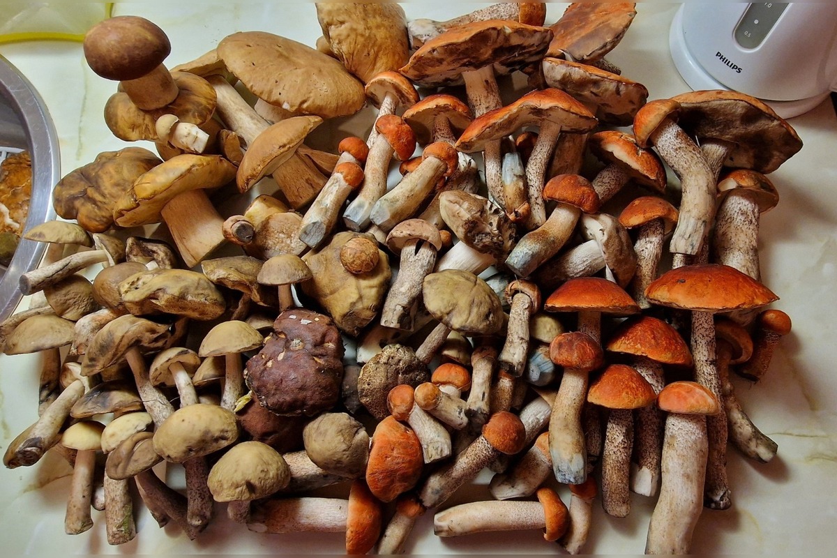 FOTO: Hubárom v okolí Košíc praje počasie , foto 22