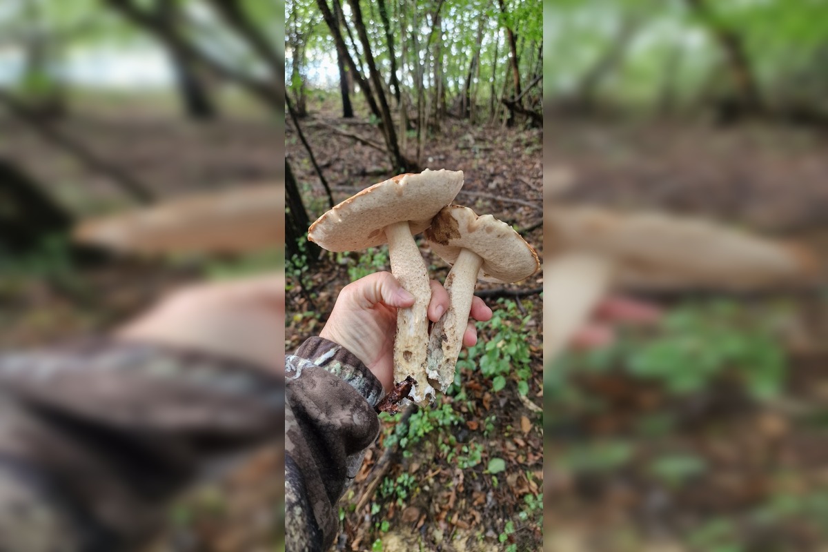 FOTO: Hubárom v okolí Košíc praje počasie , foto 24