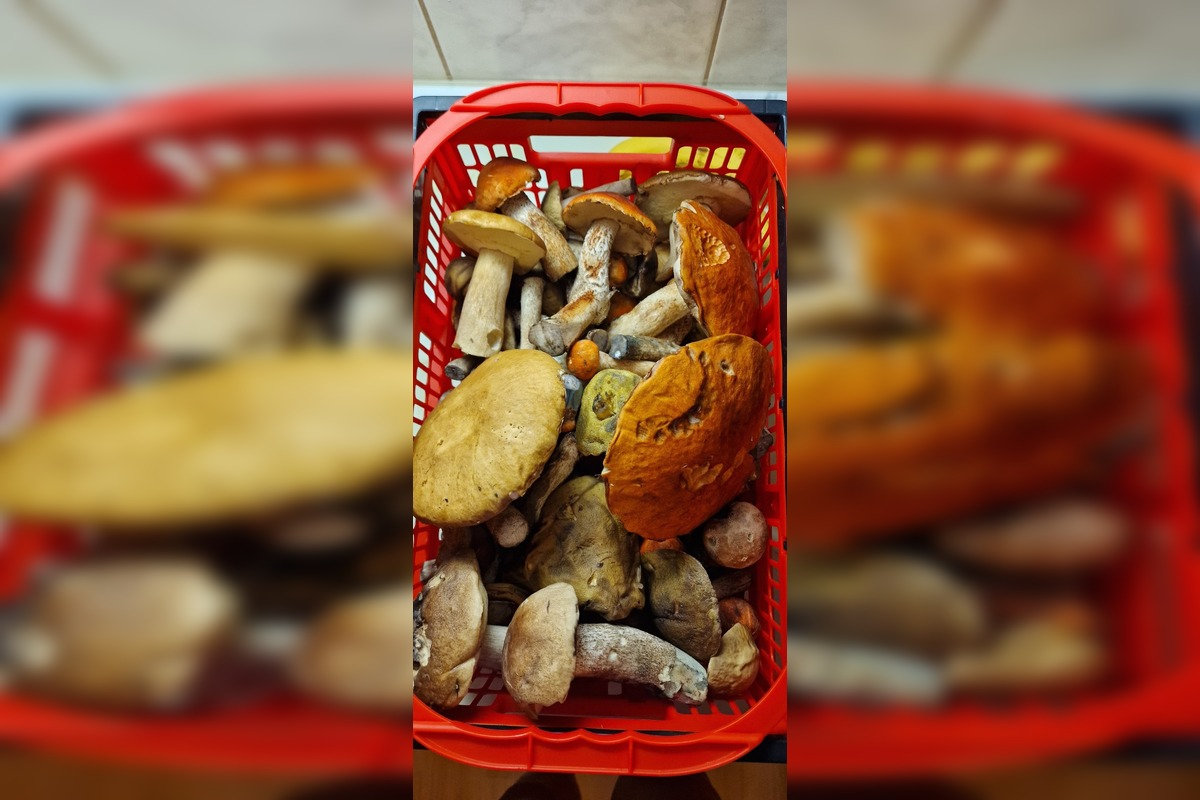 FOTO: Hubárom v okolí Košíc praje počasie , foto 25