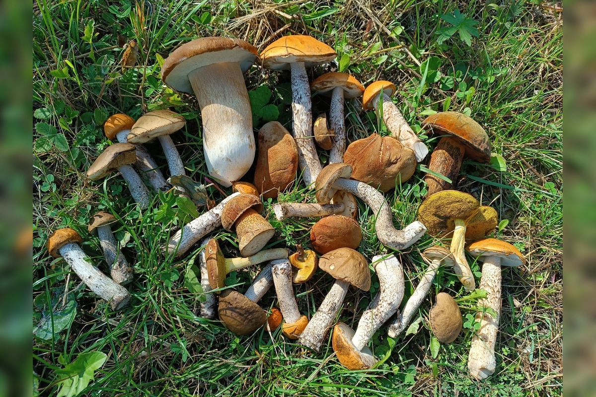 FOTO: Hubárom v okolí Košíc praje počasie , foto 9