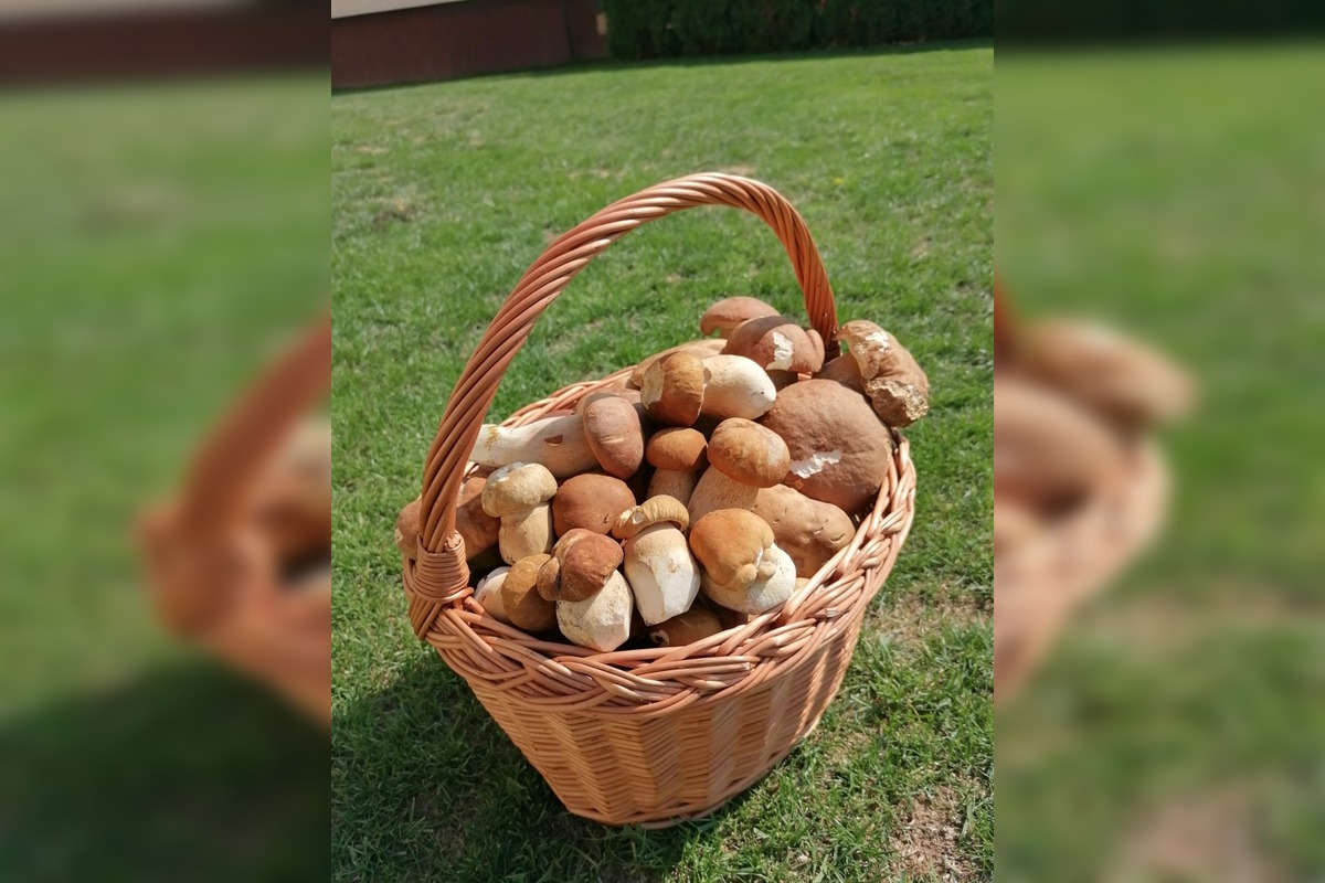 FOTO: Hubárom v okolí Košíc praje počasie , foto 8