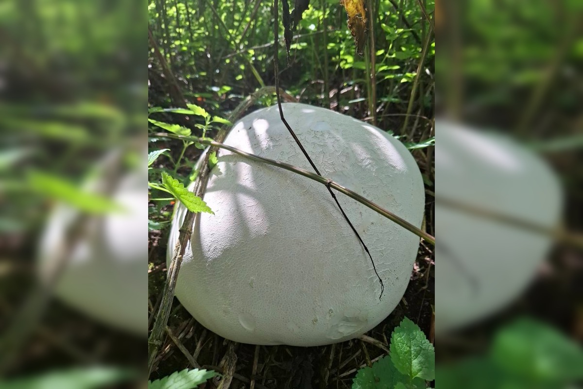 FOTO: Hubárom v okolí Košíc praje počasie , foto 5