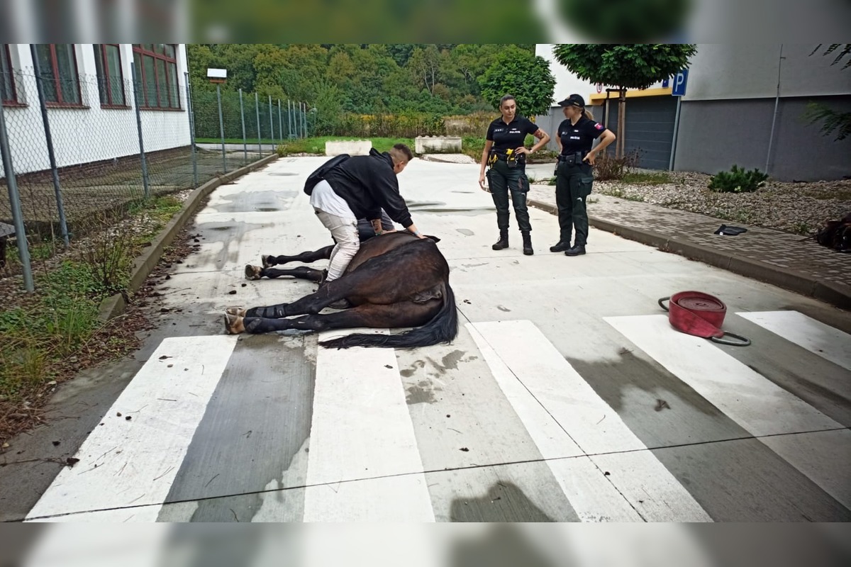 FOTO: Hasiči ratovali koňa v Moldave nad Bodvou, foto 1