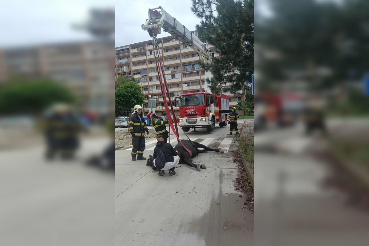 FOTO: Hasiči ratovali koňa v Moldave nad Bodvou, foto 2
